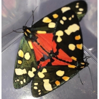 Scarlet Tiger Moth dominula 100 eggs SPECIAL PRICE! Scarlet Tiger Moth dominula 100 eggs SPECIAL PRICE!
